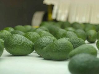 Somos proveedores de aguacate Hass de Perú.