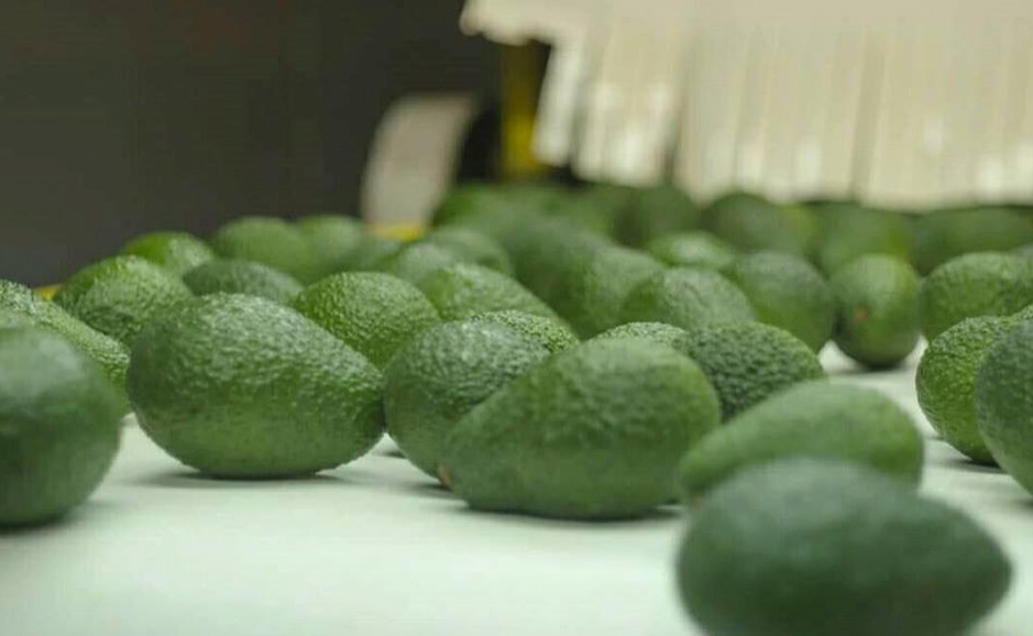 Somos proveedores de aguacate Hass de Perú