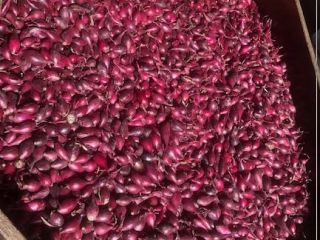 Venderé cebolletas blancas, rojas y amarillas. Para obtener más