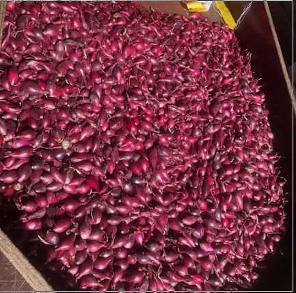 Venderé cebolletas blancas, rojas y amarillas