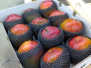 Somos proveedores de Mango kent de la mejor calidad
