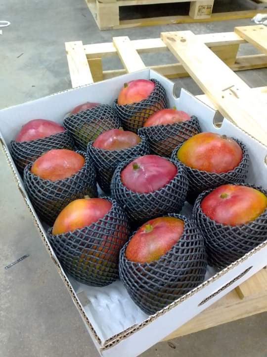 Somos proveedores de Mango kent de la mejor calidad de Perú Somos proveedores certificados para Corea, Estados Unidos, Europa y Rusia Para más detalles