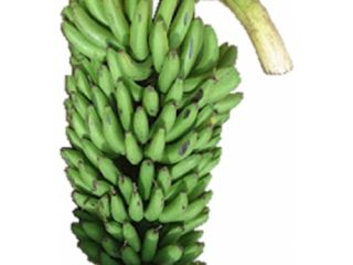 Matooke en varios tamaños y plátano en todos los