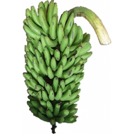 Matooke en varios tamaños y plátano en todos los tamaños más todos los demás alimentos frescos de los jardines de Uganda