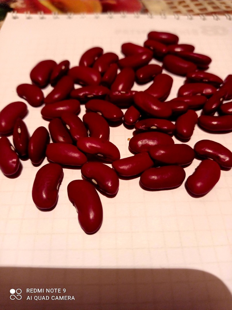 Venta de frijoles, variedad americana, cultivados en Ucrania, del fabricante Precio 1,2 € shcha 1kg
