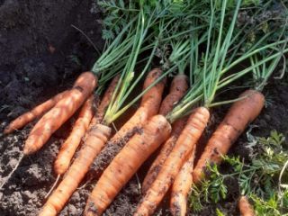 Vendo zanahorias sin lavar. Puedo lavarlos. La cantidad disponible