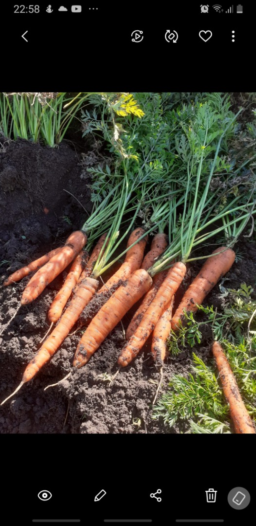 Vendo zanahorias sin lavar