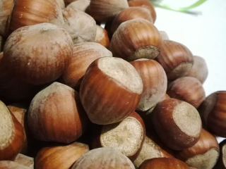 Venderé avellanas catalanas de una plantación joven. Las nueces