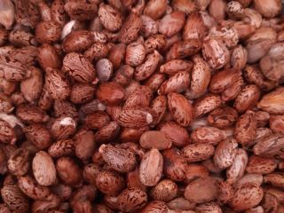 Producción 2020 en el ecosistema. 40 euros / kg