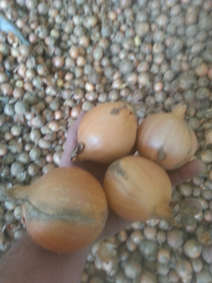 Buenos días señora, me gustaría informarle sobre mi gama de cebollas amarillas y rojas