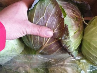 COL FRESCA DIRECTAMENTE DEL FABRICANTE, EL CORTE SE REALIZA