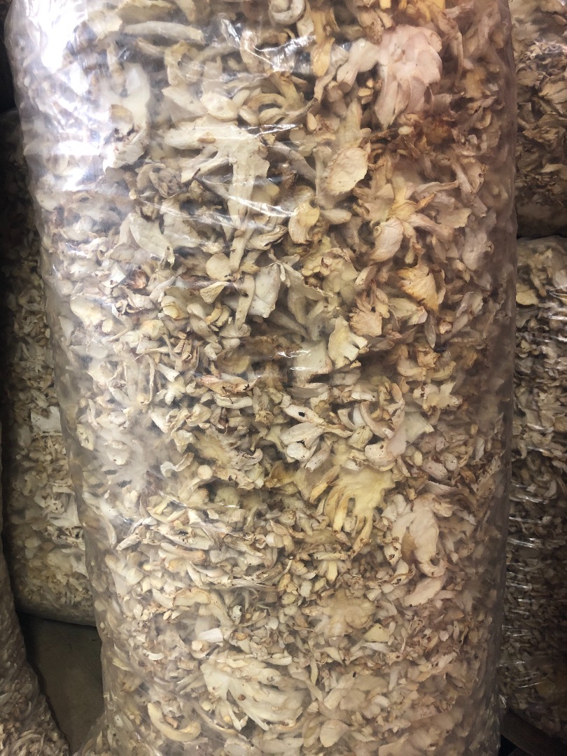 Venderé hongos ostra secos en bolsas de unos 20-21 kg