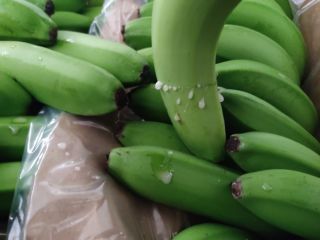 Venta al por mayor de bananos de Turquía !!!!