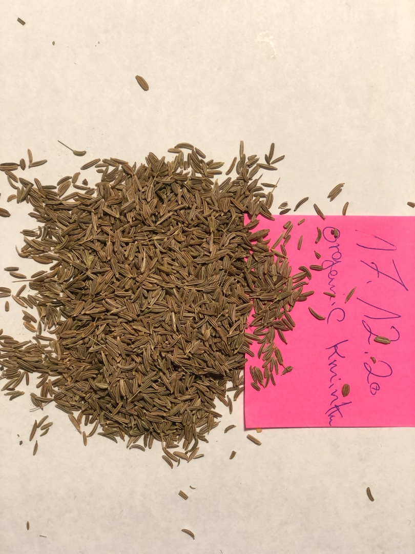 Tenemos a la venta Semillas de alcaravea certificadas orgánicas grado A También ofrecemos Fenogreco orgánico Mejorana orgánica Hibisco orgánico Flores de