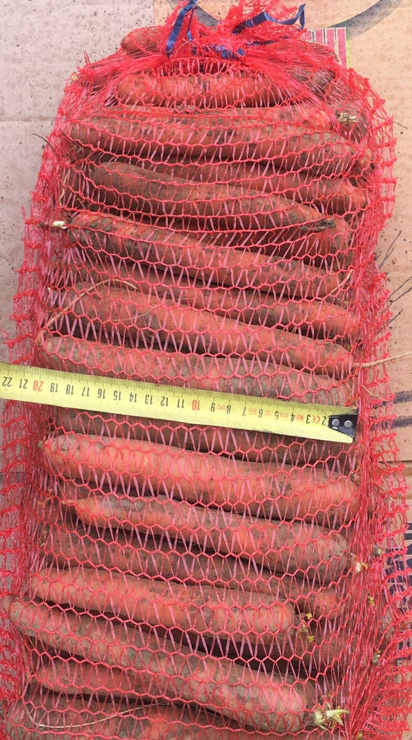 Venderé una zanahoria, una variedad holandesa, sencilla, sin cabeza verde