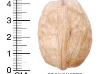Vendo nueces, Franquette, Jupanesti, variedades Argesan, cosechadas en octubre