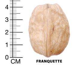 Vendo nueces, Franquette, Jupanesti, variedades Argesan, cosechadas en octubre de 2020