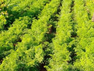 Zanahorias frescas para vender, tengo más de 100 bolsas
