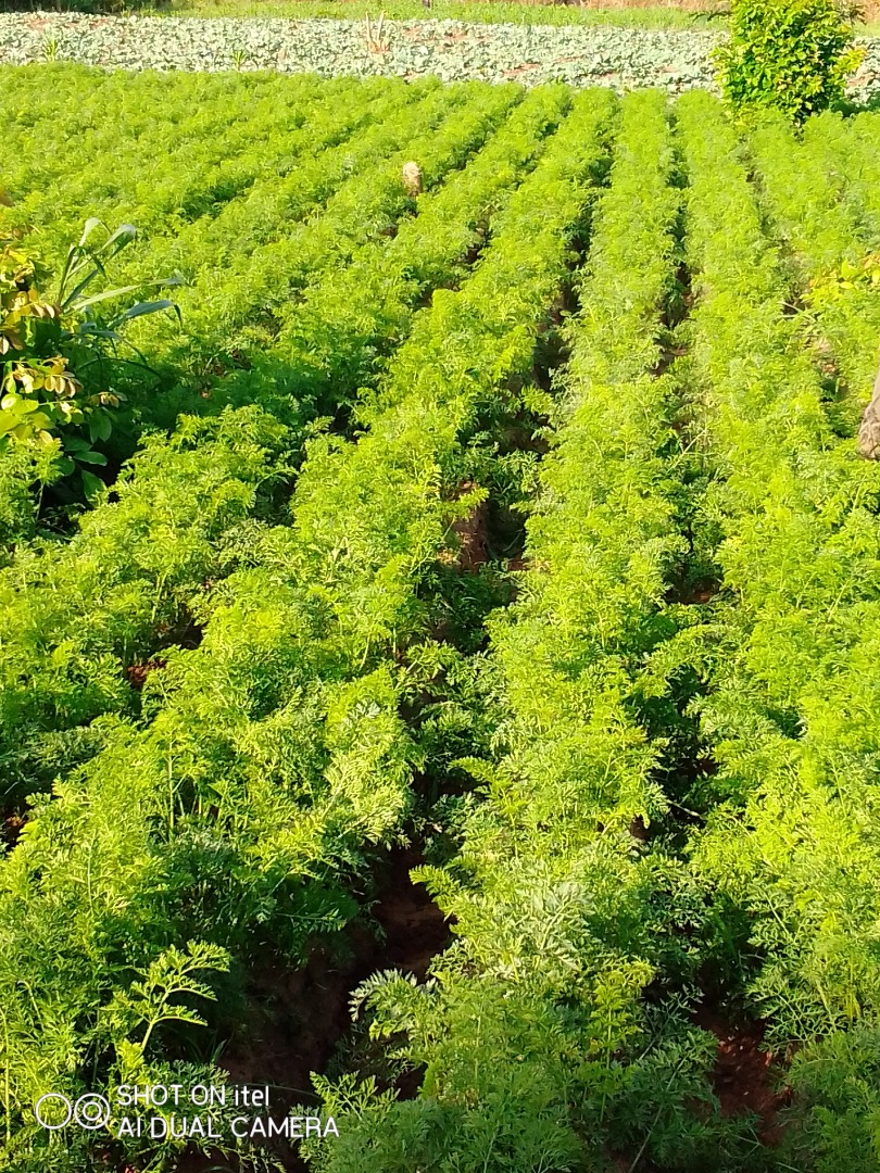 Zanahorias frescas para vender, tengo más de 100 bolsas de zanahorias para vender