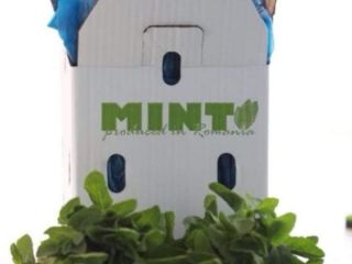 Menta fresca