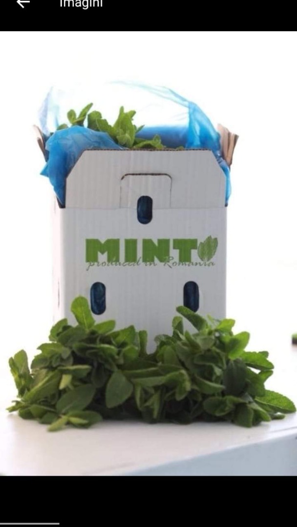 Menta fresca