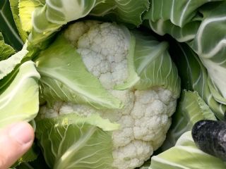 Coliflor de calidad excepcional en Çanakkale, parte noroeste de