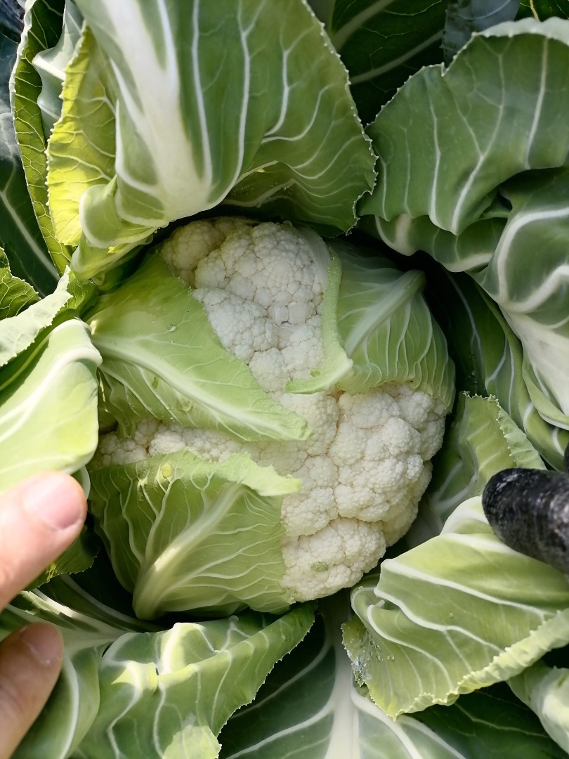 Coliflor de calidad excepcional en Çanakkale, parte noroeste de Turquía