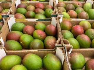 Hola, tengo un mango de segunda clase a la