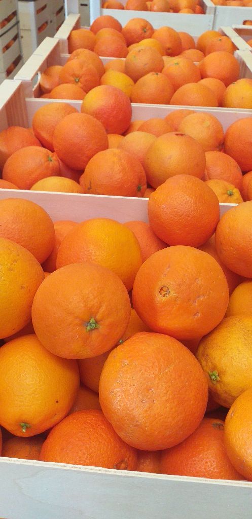 Venderé naranjas navelina 22 t precio por kg 4.30 delicadas negociaciones calibre 3-6 primera clase sin semillas Certificado Dulce y jugoso