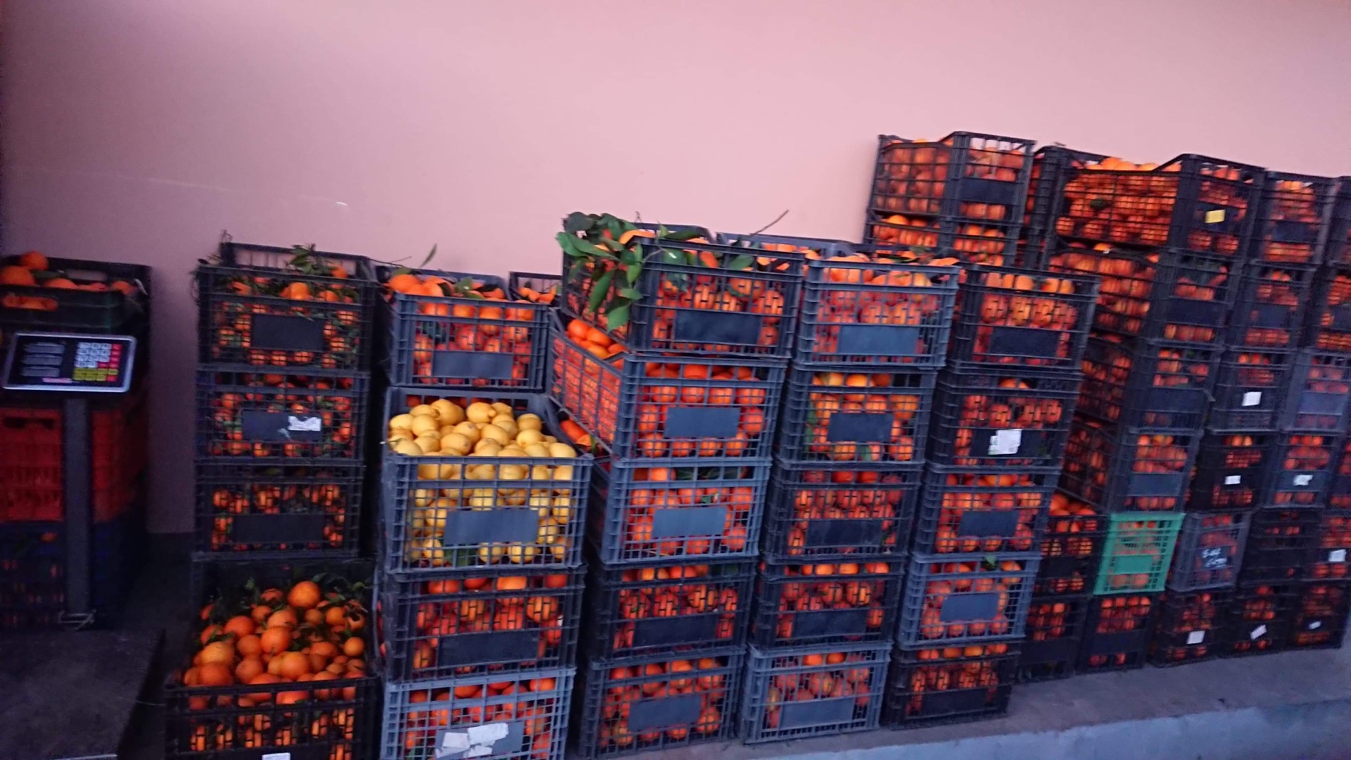 Naranjas de Grecia, 100% BIO Traídas recientemente de Grecia