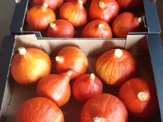 Venderé y comercializaré calabazas de Hokkaido en la temporada