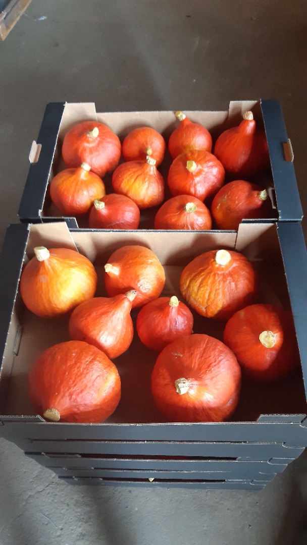 Venderé y comercializaré calabazas de Hokkaido en la temporada 2021