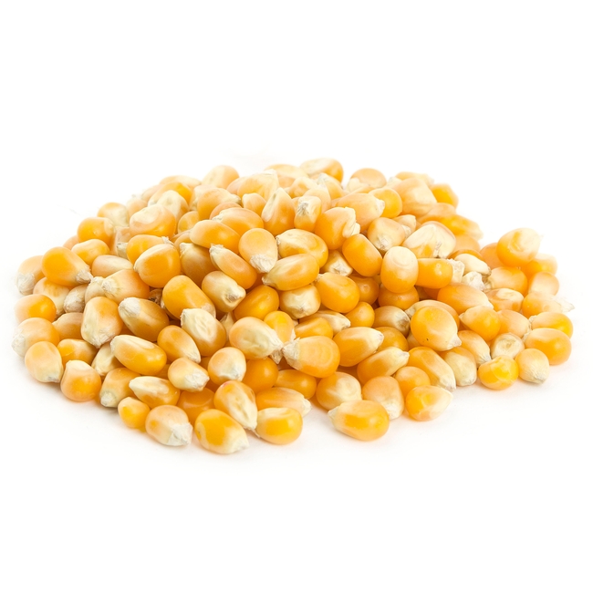 Maíz amarillo (maíz) para alimentación animal