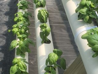 Todas las plantas se cultivan hidropónicamente, proporcionando una albahaca