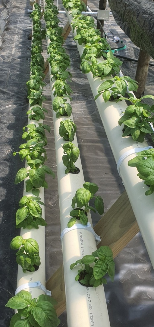 Todas las plantas se cultivan hidropónicamente, proporcionando una albahaca de excelente calidad
