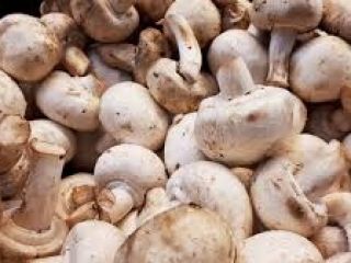 El hongo contiene una cantidad especialmente alta de vitamina