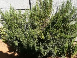 1 kg de hierba de romero de cultivo ecológico