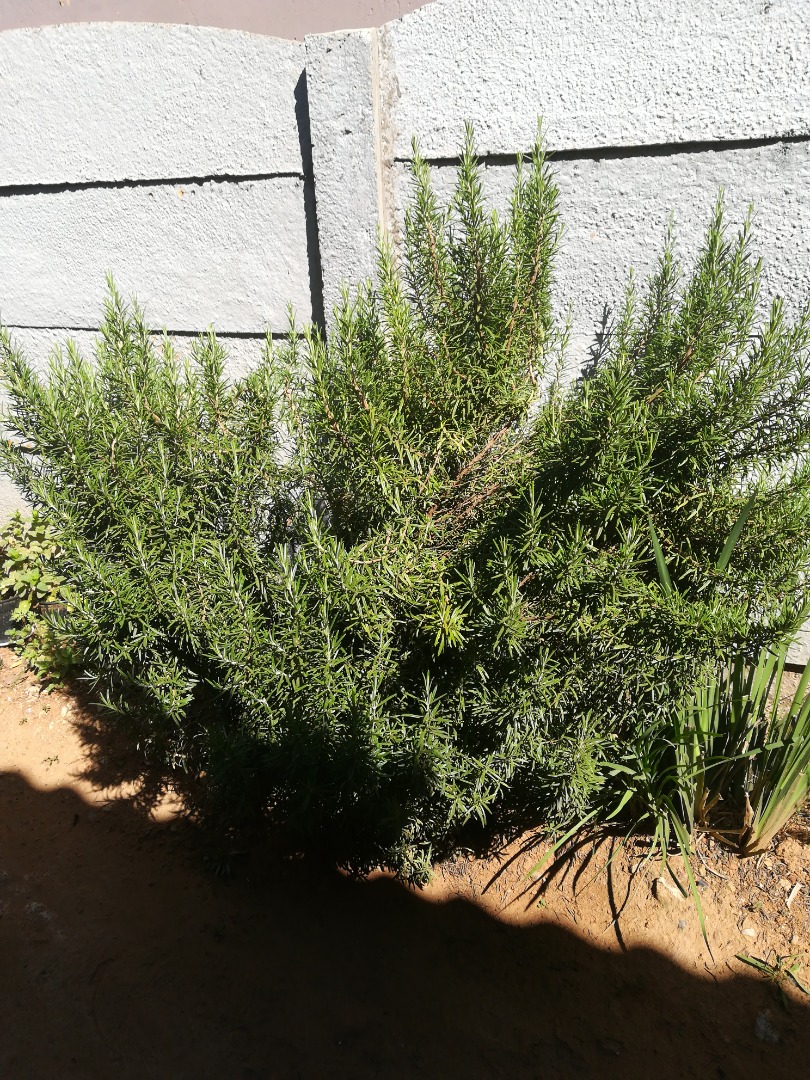 1 kg de hierba de romero de cultivo ecológico