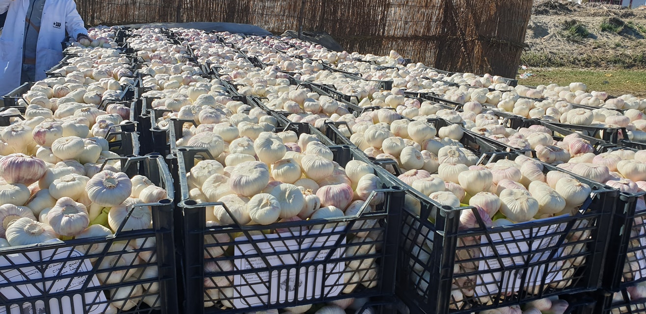 Ajo egipcio fresco y seco disponible en paquetes de ajo fresco y seco: 20 kg o según especificación del cliente 5 cm: 11 cm podemos exportar ajo de Egipto 100: