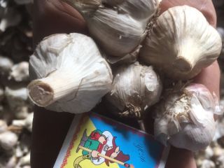Venta de ajo grado 1-2. Sólido sin pudrición.