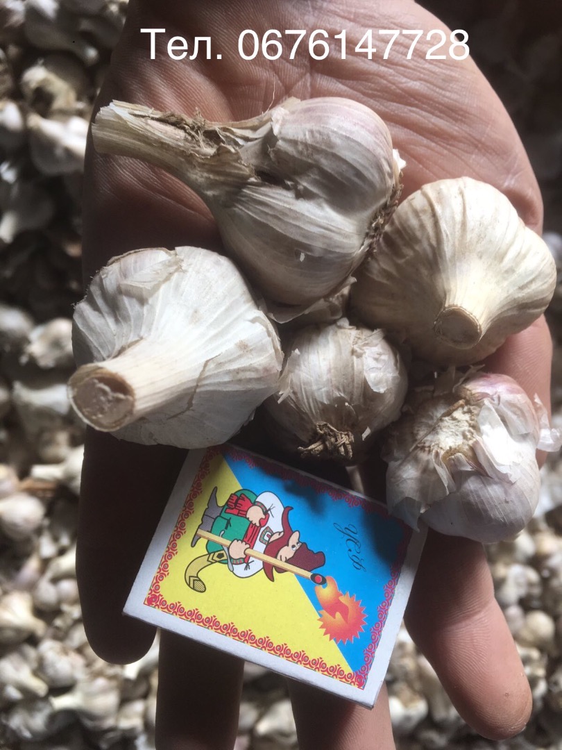 Venta de ajo grado 1-2