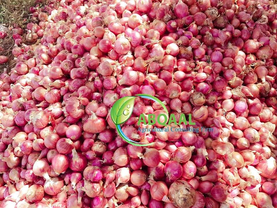 Esta es una cebolla orgánica en Somalia