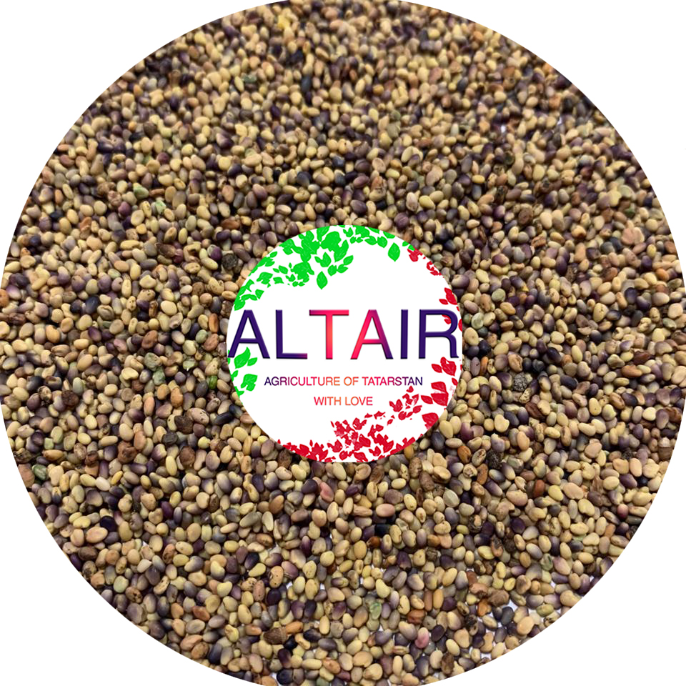 trébol rojo producto de exportación de alta calidad