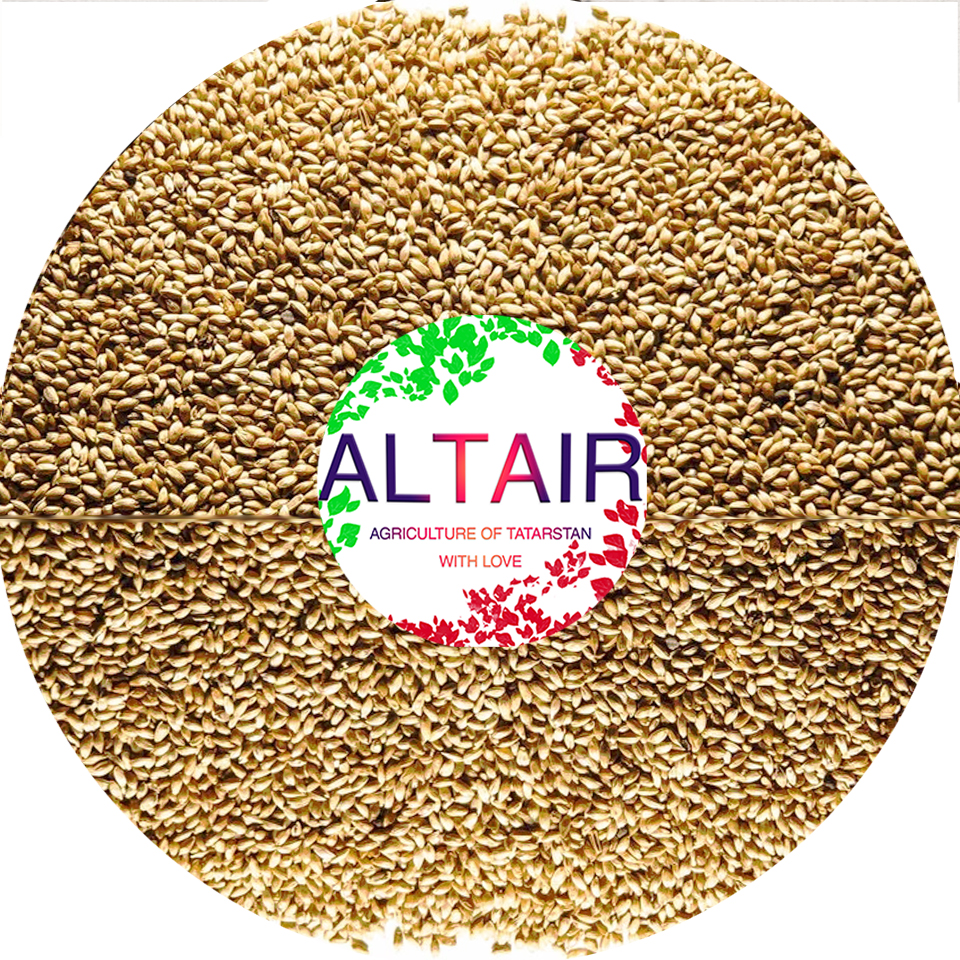 timothy Producto de alta calidad de exportación