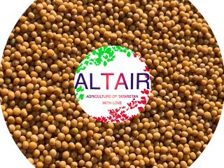 mostaza. trébol rojo producto de exportación de alta calidad.