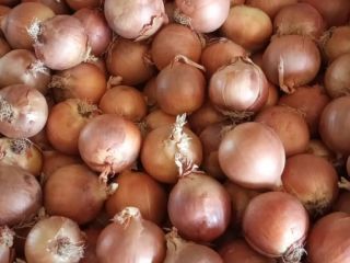 Cebollas amarillas españolas Un gran grupo de productores español