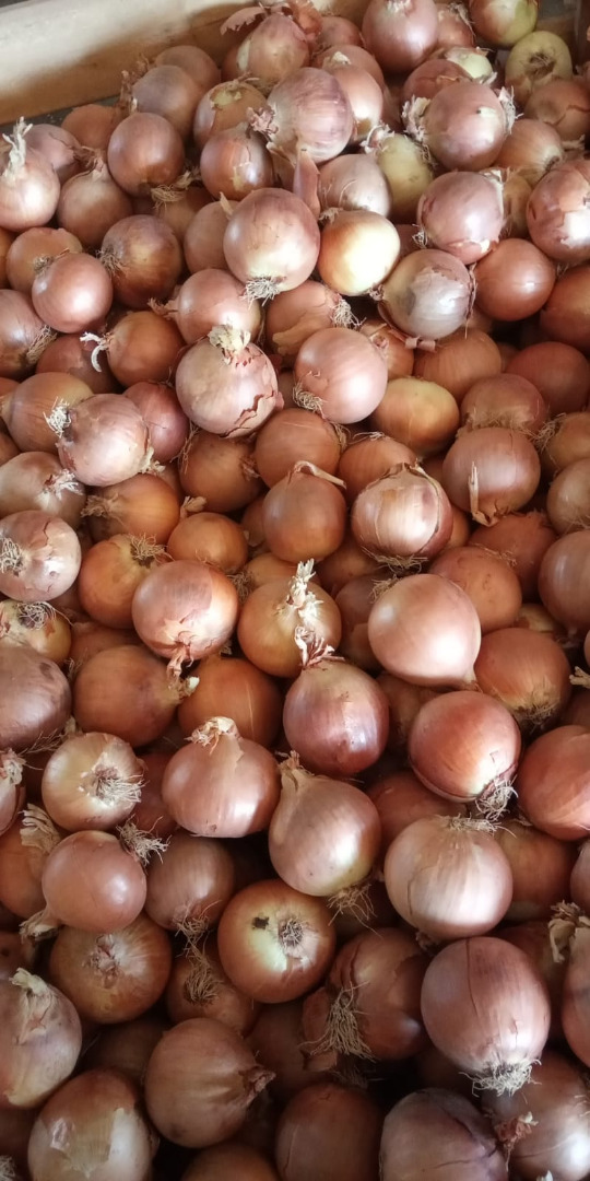Cebollas amarillas españolas Un gran grupo de productores español TJ Agricultura le ofrece cebollas y está interesado en establecer una cooperación en el