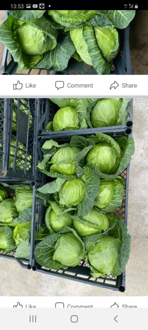 Compraré repollo fresco, coliflor, puerros, tomates, pimientos morrones de Albania, Macedonia
