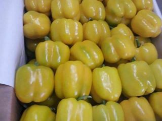 MCM Distributors, como el mayor exportador de frutas y