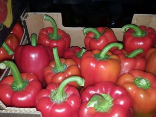Pimiento rojo de California a la venta, gato 1,